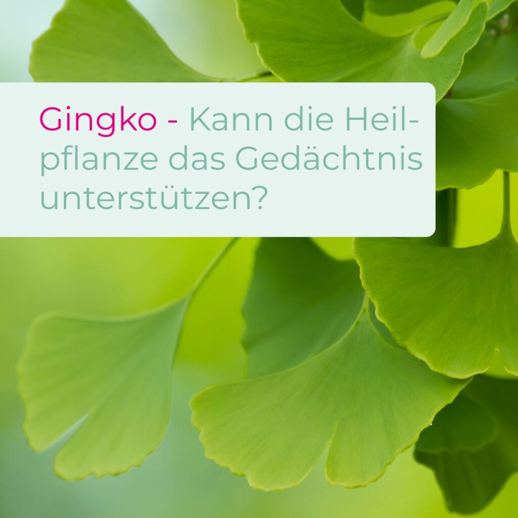 Gingko - Kann die Heil-pflanze das Gedächtnis unterstützen (1)