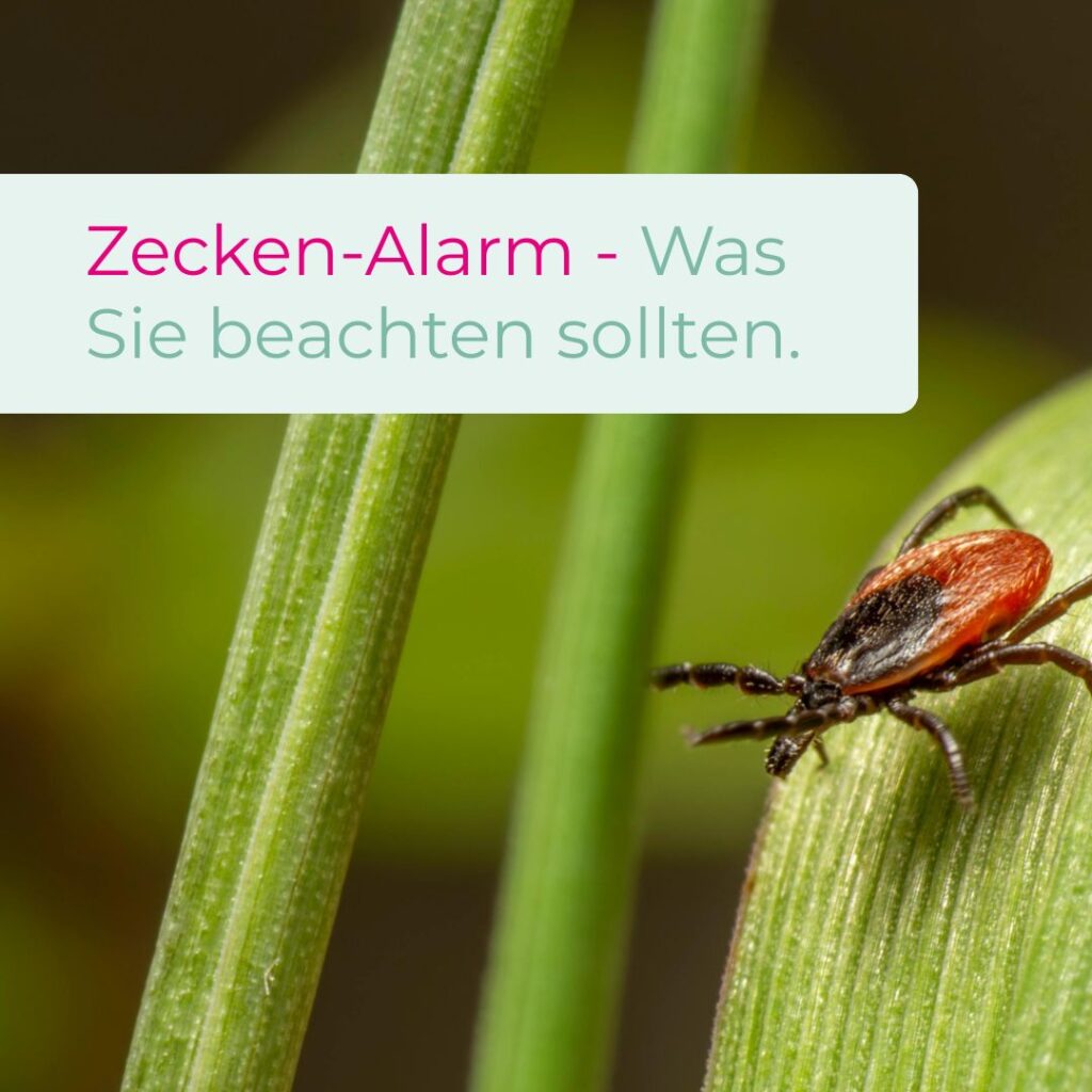 Zecken-Alarm - Was Sie beachten sollten